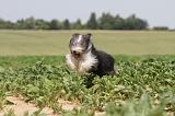 BEARDED COLLIE 040